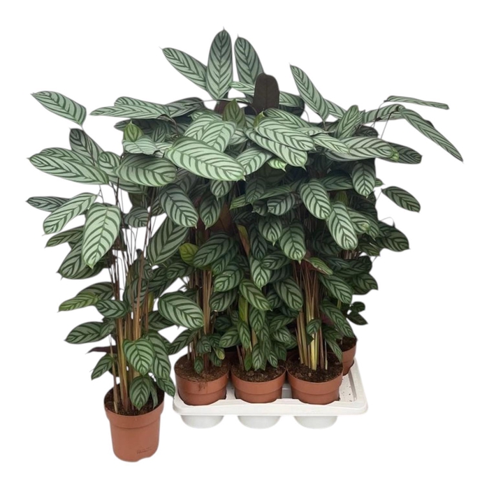 <h4>CTENANTHE COMPACTSTA</h4>