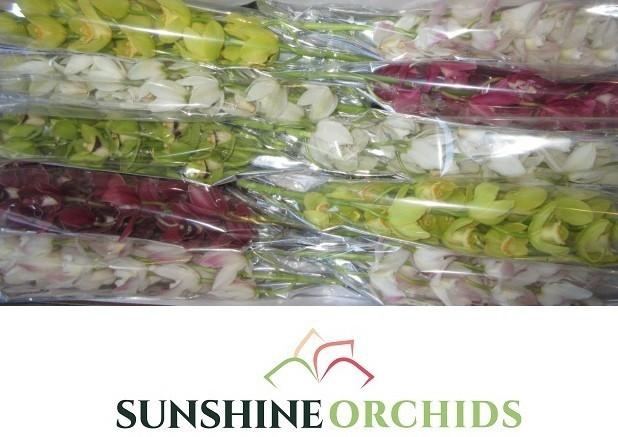 <h4>CYMB MI GEM</h4>