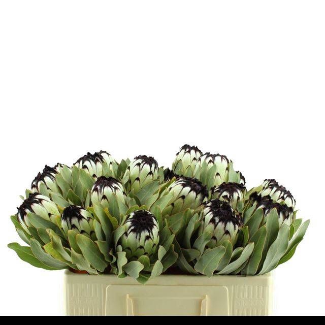 <h4>PROTEA MAG NIOBE</h4>