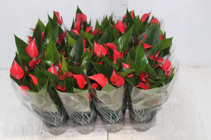 <h4>ANTHURIUM MINI MILLION PURE P09</h4>