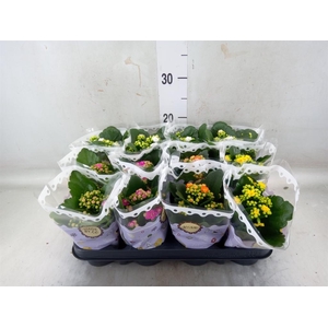 Kalanchoe blos.   ..rosebud mix  5