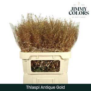 Thlaspi Gekleurd Mtlc. Antiek Goud
