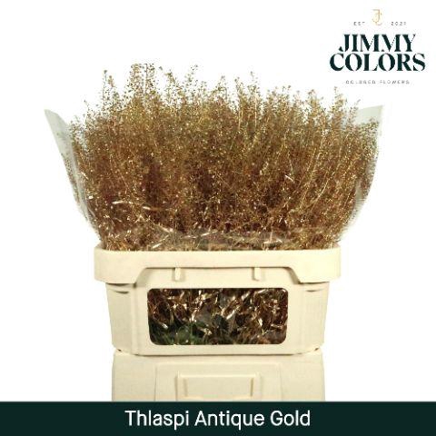 <h4>Thlaspi Gekleurd Mtlc. Antiek Goud</h4>