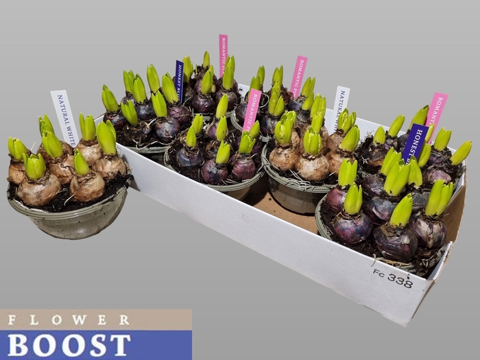 <h4>HYACIN PEAR GEM 4 KL</h4>