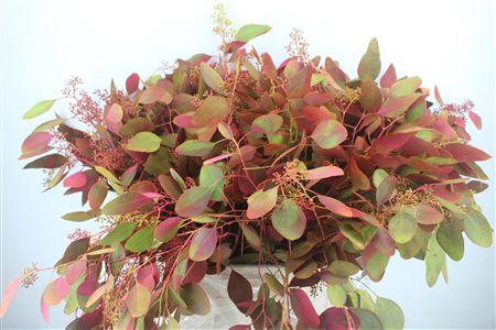 <h4>EUCA POPULUS BERRY 200GR DE LUXE P</h4>