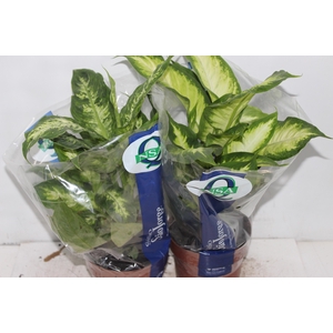 DIEFFENBACHIA VARIADO P17