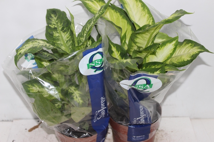 DIEFFENBACHIA VARIADO P17