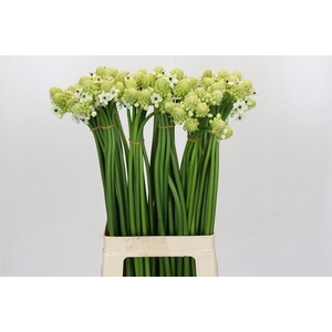 Ornithogalum saundersiae