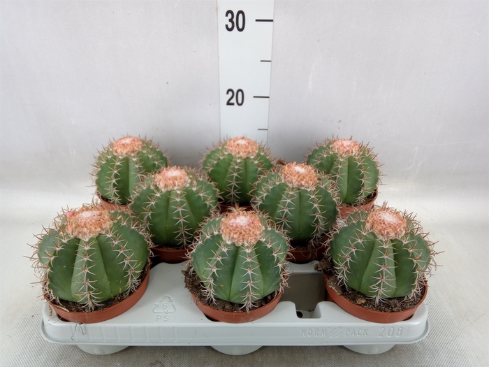 <h4>Melocactus matanzanus</h4>