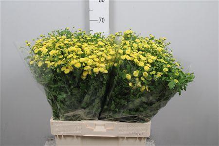 <h4>Tana Pa Amazone</h4>