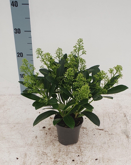 <h4>Finchy 10,5cm 10+ bloem</h4>