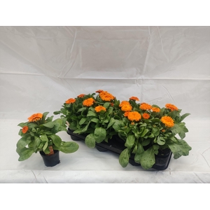 CALENDUL OFFICINALIS