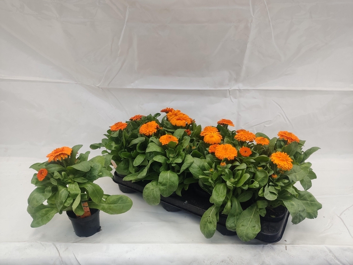 <h4>CALENDUL OFFICINALIS</h4>