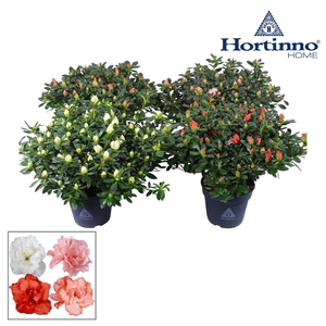 Hortinno® Home 'gemengd' 35 - 37 cm