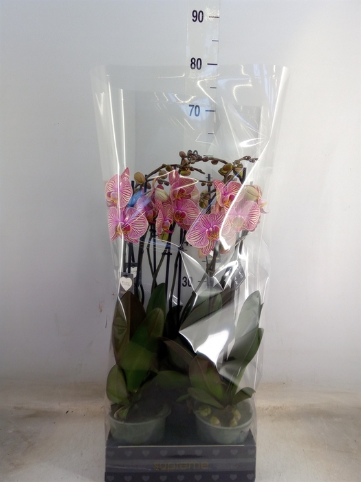 <h4>Phalaenopsis  'Jupiter'</h4>