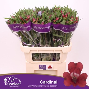 ALSTR CARDINAL