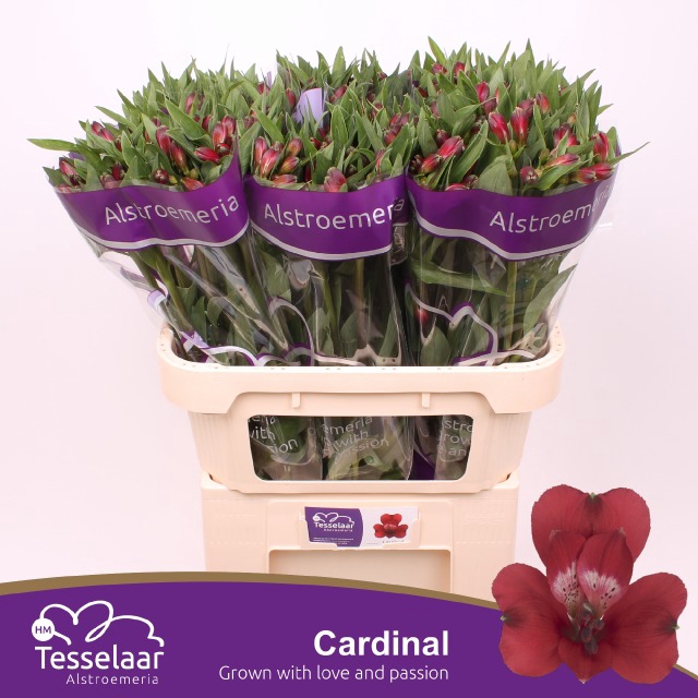 ALSTR CARDINAL