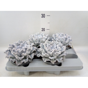 Echeveria   ...