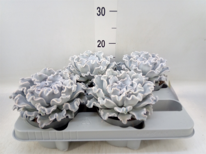 <h4>Echeveria   ...</h4>