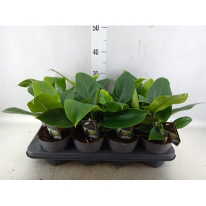 Philodendron  'Imperial Green'