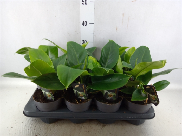 <h4>Philodendron  'Imperial Green'</h4>