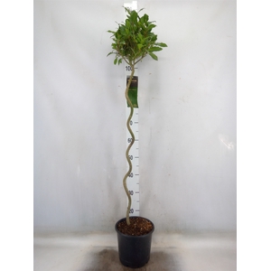 Laurus nobilis