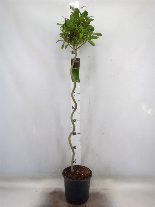 <h4>Laurus nobilis</h4>