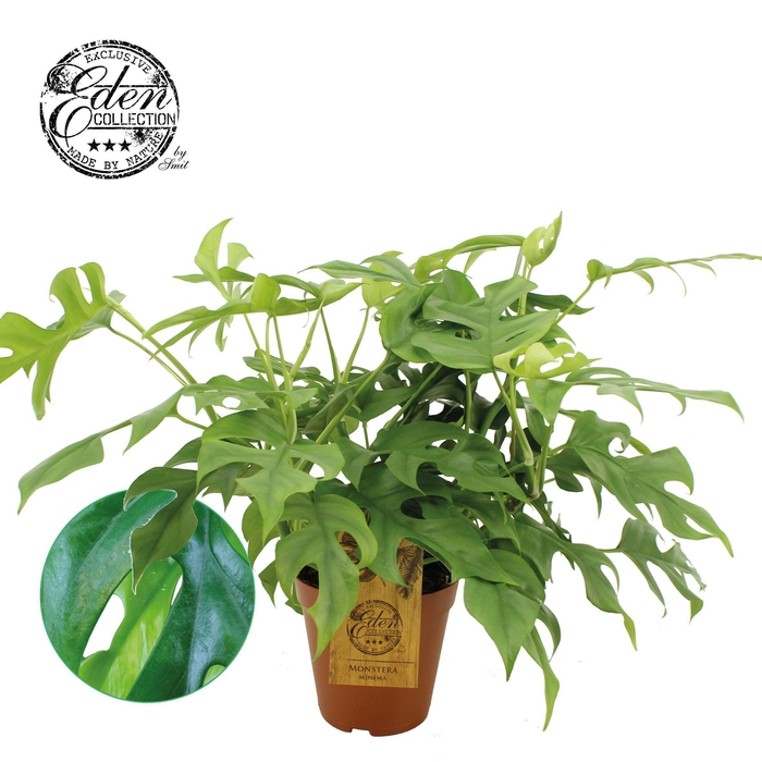 <h4>Monstera Minima 15cm</h4>