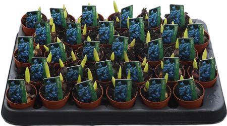 <h4>Scilla Blauw</h4>