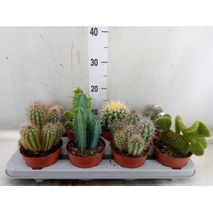 Cactus   ...mix