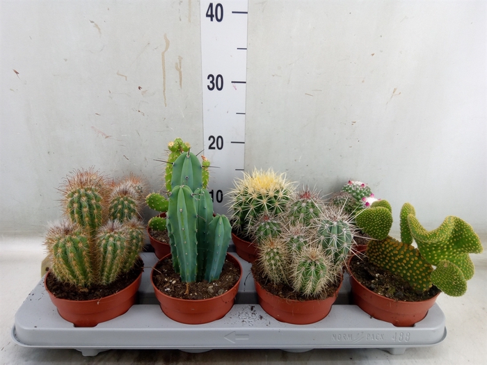 <h4>Cactus   ...mix</h4>