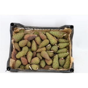 Pinea Mini Naturel X100 Crate