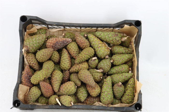 <h4>Pinea Mini Naturel X100 Crate</h4>