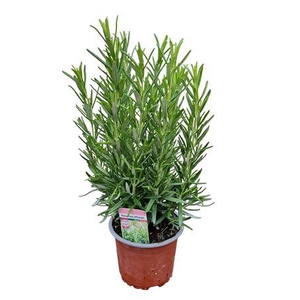 Rosmarinus Officinalis Bush - 1154