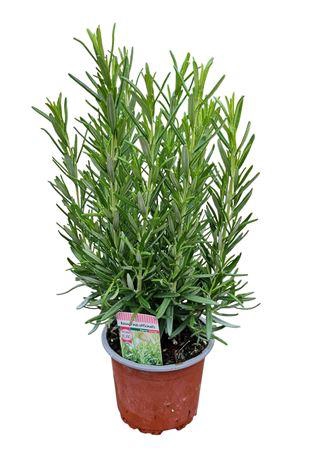<h4>Rosmarinus Officinalis Bush - 1154</h4>