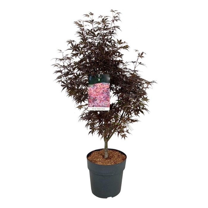<h4>Acer pal. 'Skeeter's Broom'</h4>
