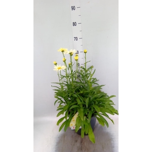 Leucanthemum sup. 'Broadway Lights'
