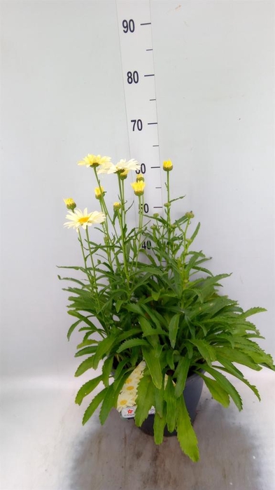 <h4>Leucanthemum sup. 'Broadway Lights'</h4>