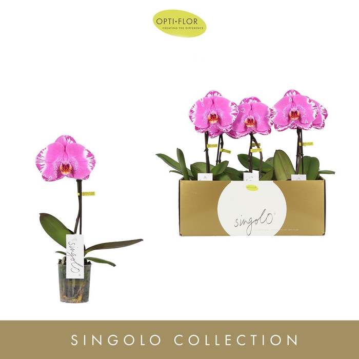 Phalaenopsis overig