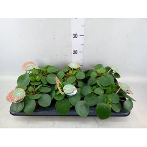 Pilea peperomoides