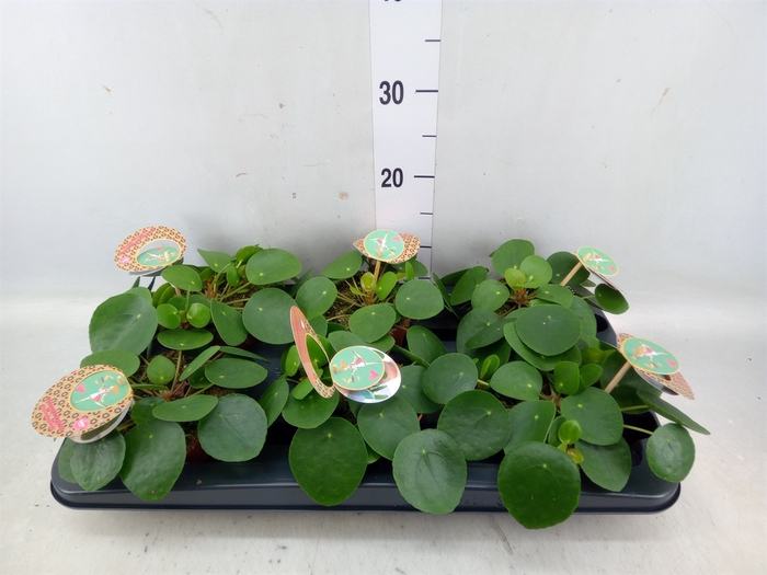 <h4>Pilea peperomoides</h4>