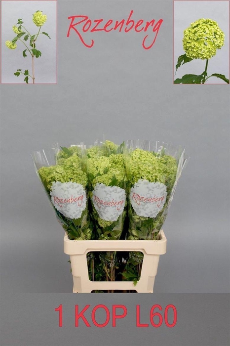 <h4>Viburnum Roseum St</h4>