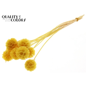 Scabiosa Preserved 10pc/bunch Bleached Yellow