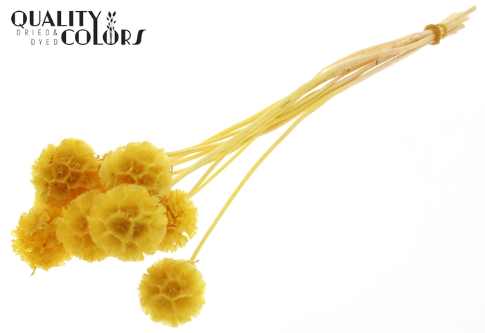 Scabiosa Preserved 10pc/bunch Bleached Yellow