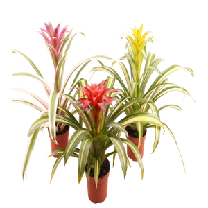 Guzmania gemengd 4 soorten