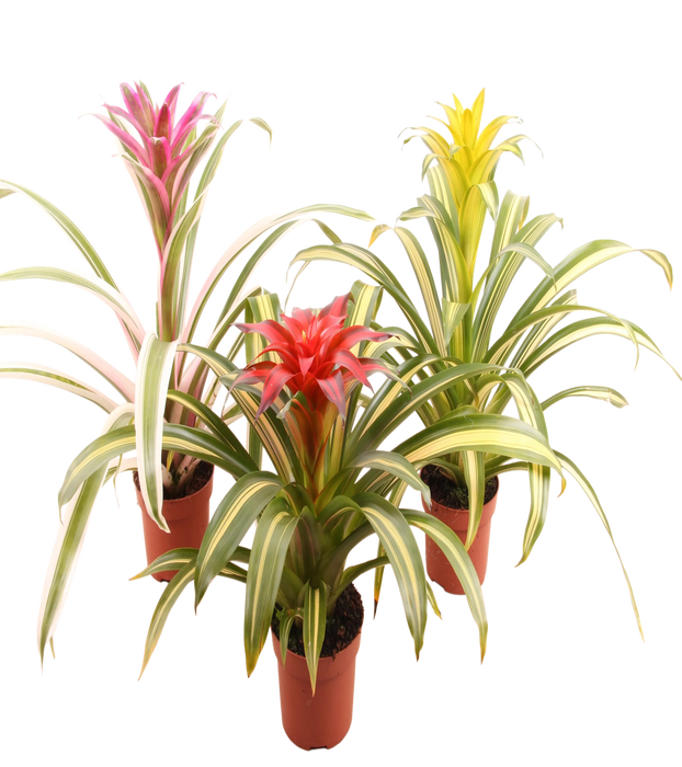 <h4>Guzmania gemengd 4 soorten</h4>