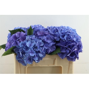 Hydr M My Delftblue 50-21