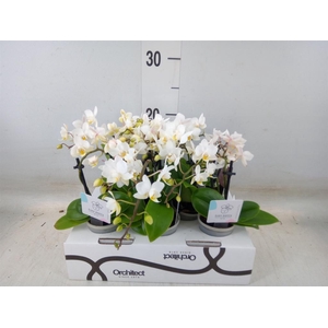 Phalaenopsis   ...mini