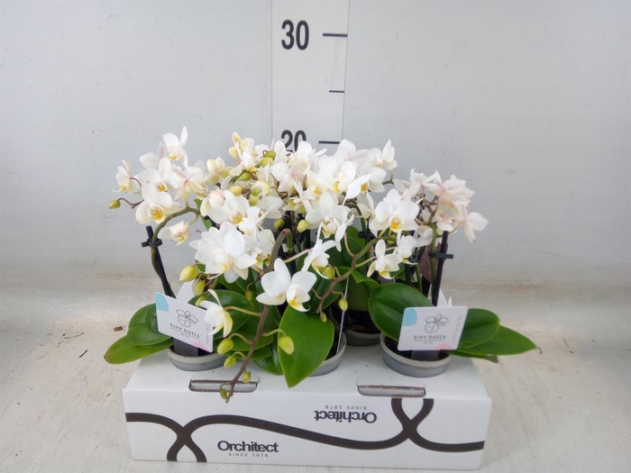 <h4>Phalaenopsis   ...mini</h4>