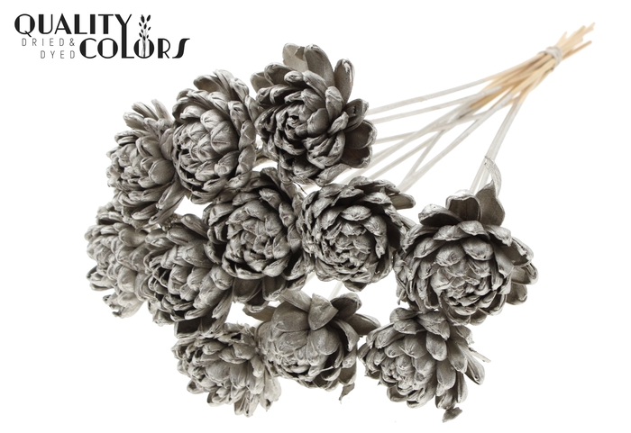Shola New Beauty Rose Ø8cm on stem Platina